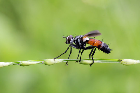 Conopidae, commonly known as thick headed flies. Selective Focus. Macro Photography.