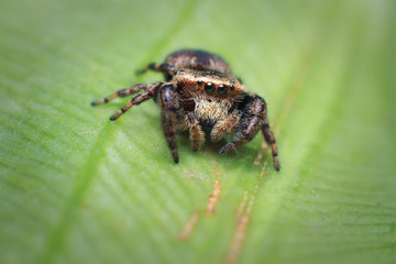 Closeup jumping spider on banana leaf backgroun. selective focus. macro photography.