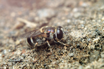 Macro shot of fly. Selective focus. Macro photography.