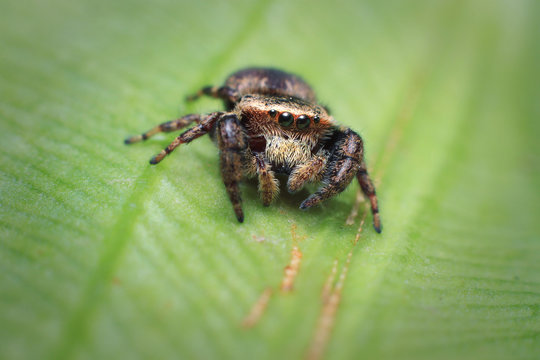 Closeup jumping spider on banana leaf backgroun. selective focus. macro photography.