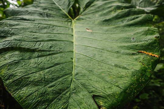 Fototapeta green leaf texture