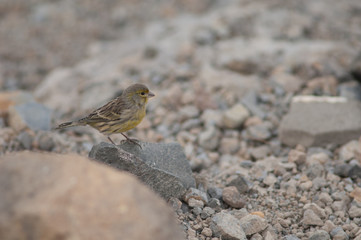 Atlantic canary Serinus canaria on a stone. Cruz de Pajonales. Integral Natural Reserve of Inagua. Tejeda. Gran Canaria. Canary Islands. Spain.