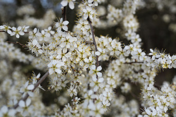 schwarzdorn blüte prunus spinosa