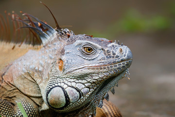 Green Iguana (Iguana iguana) in Tortuguero National Park, Costa Rica, Central America.