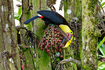 Chestnut-mandibled toucan or Swainson’s toucan, Ramphastos ambiguus swainsonii. Yellow-throated toucan in a palm tree to eat palm nuts in Tortuguero National Park, Сentral America, Costa Rica © henk bogaard