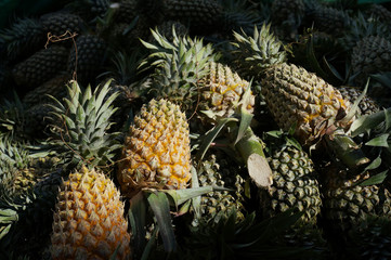 Fresh pineapple, dark background, selective focus    