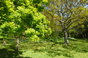 A woodland green space with newly sprung leaves on oak trees and bluebells and wood anemones in background.Tree shadows on floor on this Sunny spring day.Image