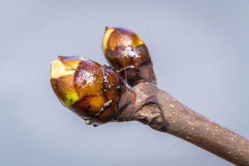 Large oily swollen chestnut buds and the first leaves in city parks and squares during the spring...
