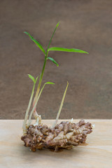 Fresh Ginger Rhizome with Plants and Stems