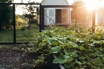 Food growing in a garden on a farm.