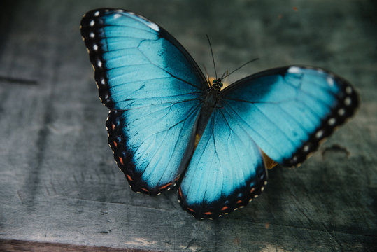 Fototapeta blue morpho butterfly