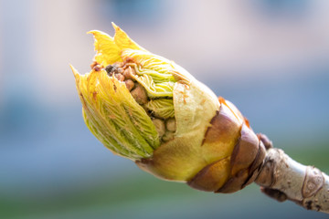 Large oily swollen chestnut buds and the first leaves in city parks and squares during the spring...