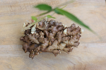 Fresh Ginger Rhizome with Leaves. Top View.