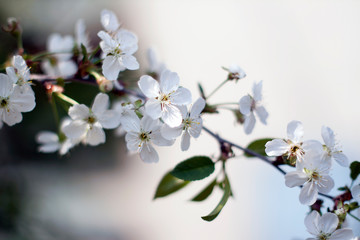 white  flowers 