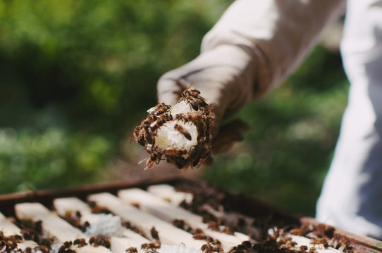 bee keeping