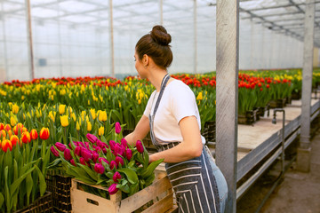 Girl worker with tulips,Beautiful young smiling girl, worker with flowers in greenhouse. Concept work in the greenhouse, flowers. Copy space  stock image