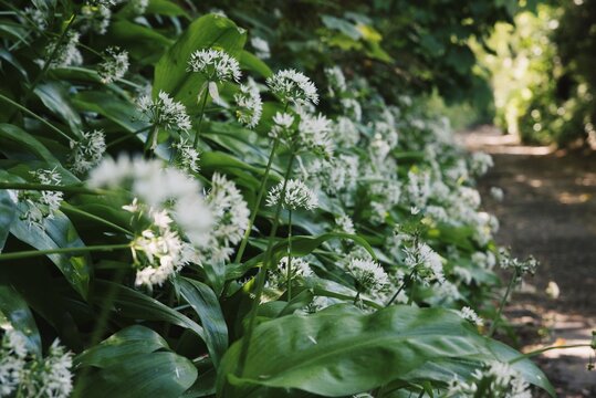 Wild Garlic