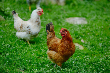 chickens in the yard graze, hens feed on grass. poultry farm