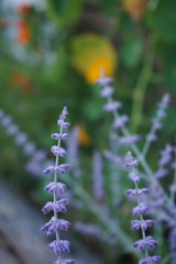 Obraz premium Close up shot of Lavender