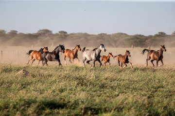 Troupeau de chevaux au galop dans la prairie