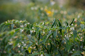 chili peppers on the tree in garden.