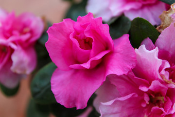 Pink Azalea flowering plant blooming
