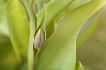 The young green bud of tulip flower growing 