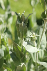 firletka kwiecista lychnis coronaria