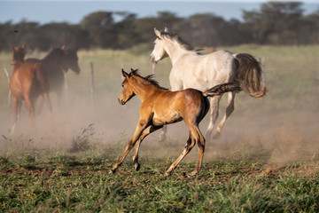 Poulain au galop en liberté dans la prairie au milieu dans troupeau de chevaux