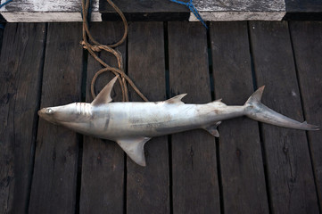 Closeup shark fin with selective focus. A shark caught by a local fisherman.  