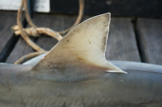 Closeup shark fin with selective focus. A shark caught by a local fisherman.  
