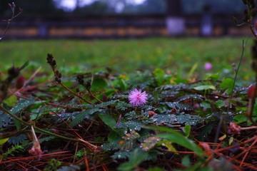 Blooming flower in the middle of an ancient place