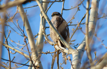 Sparrow-hawk, Accipiter nisus. Bird of prey sits on a tree branch, holds prey in its paws and eats