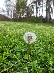 Dandelions in the field 
