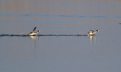 Great-crested grebe, Podiceps cristatus. Early morning on the river, the birds run over water