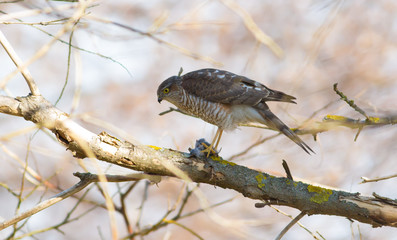 Sparrow-hawk, Accipiter nisus. Bird of prey sits on a tree branch, holds prey in its paws and eats