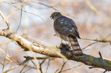 Sparrow-hawk, Accipiter nisus. Bird of prey sits on a tree branch, holds prey in its paws and eats