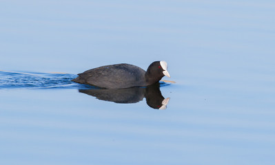 Eurasian coot, fulica atra, common coot. The bird is floating on the river. The morning sun beautifully illuminates the model