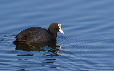 Eurasian coot, fulica atra, common coot. The bird is floating on the river. The morning sun beautifully illuminates the model