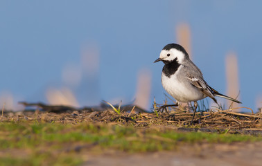 White wagtail, Motacilla alba. Early in the morning, a bird walks along the shore near the river in search of food