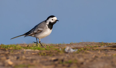 White wagtail, Motacilla alba. Early in the morning, a bird walks along the shore near the river in search of food