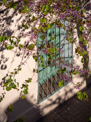 Spring comes to the city. Blossoming of purple cercis siliquastrum with green leaves at sunny day. View to the window with the tree.