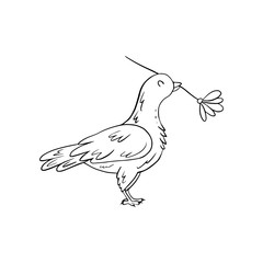 Сute dove holds flower in its beak. Coloring page for adult and kids in zen doodle outline style