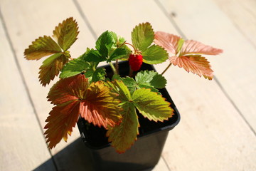 Poziomka Fragaria