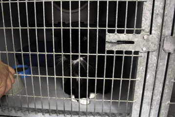 Cat locked cage