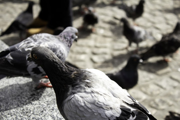 Pigeons in street