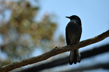 Bird silhouette with a beautiful background