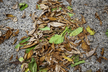 Autumn leaves