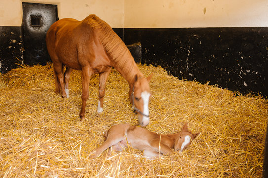 Female horse mare with a 1 day old foal in a large stable with lots of fresh straw bedding