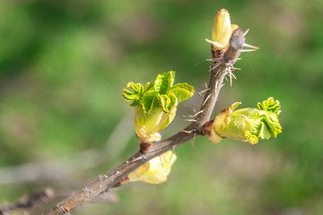 Swollen buds, first leaves and flowers in city parks and squares during the spring awakening.
